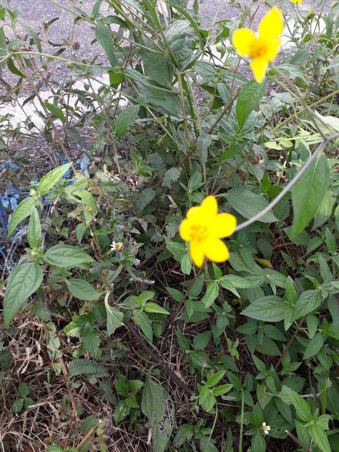 Aldama dentata — houseplant care guide