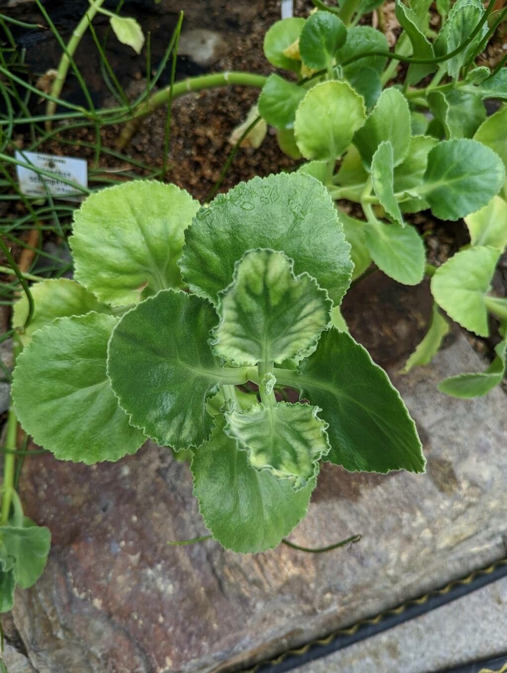 Kalanchoe schimperiana leaf