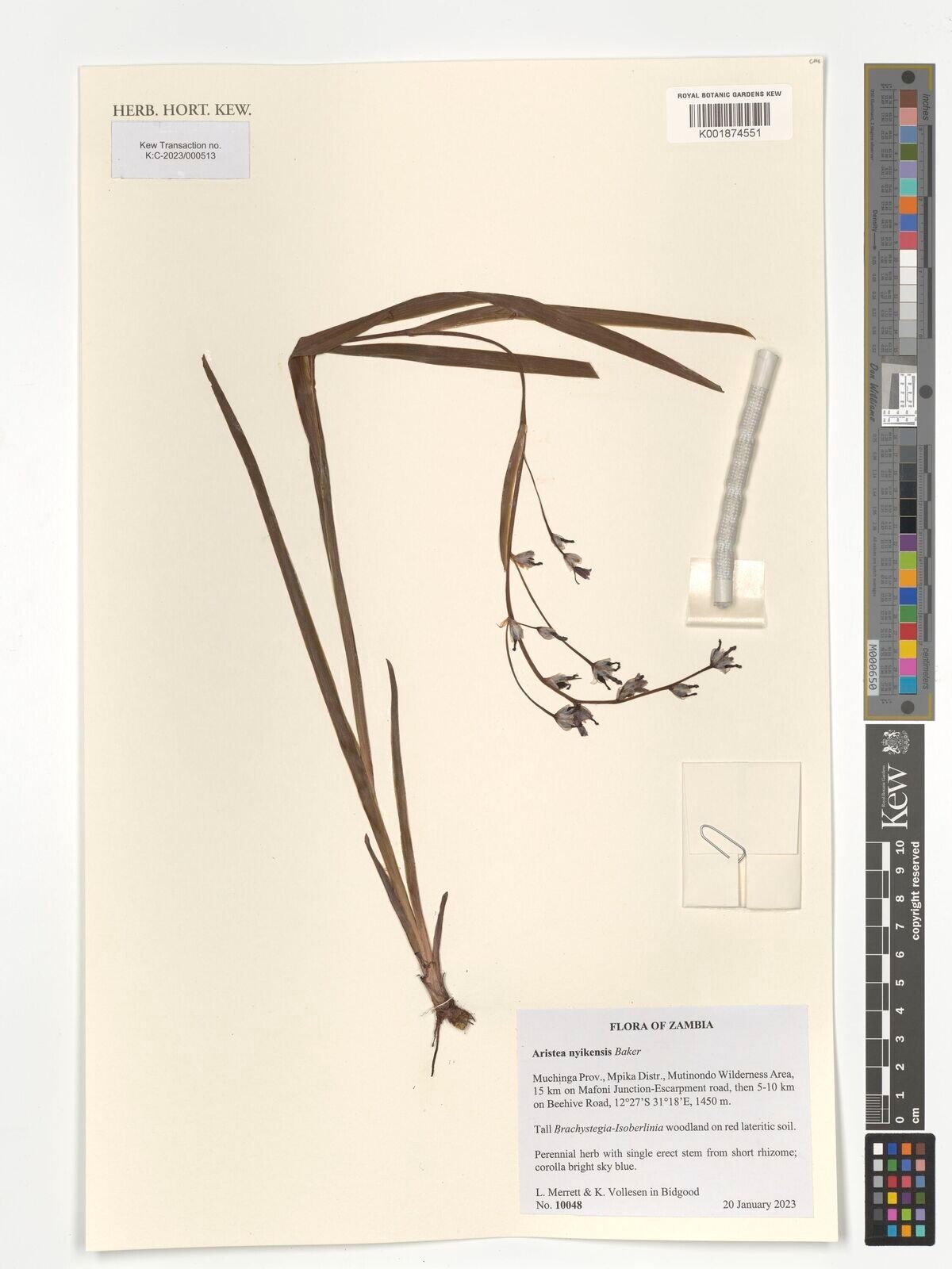 Aristea nyikensis — search result for 'Aristea'