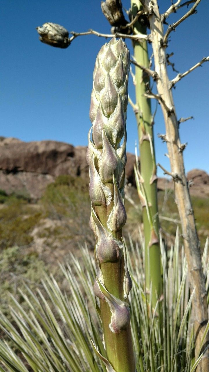 Yucca elata flower
