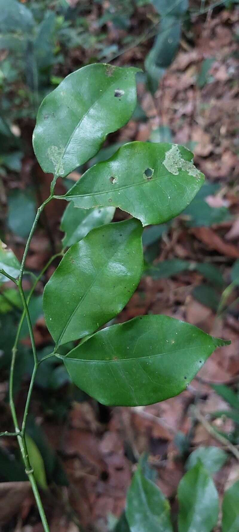 Balanites wilsoniana — search result for 'Balanites'