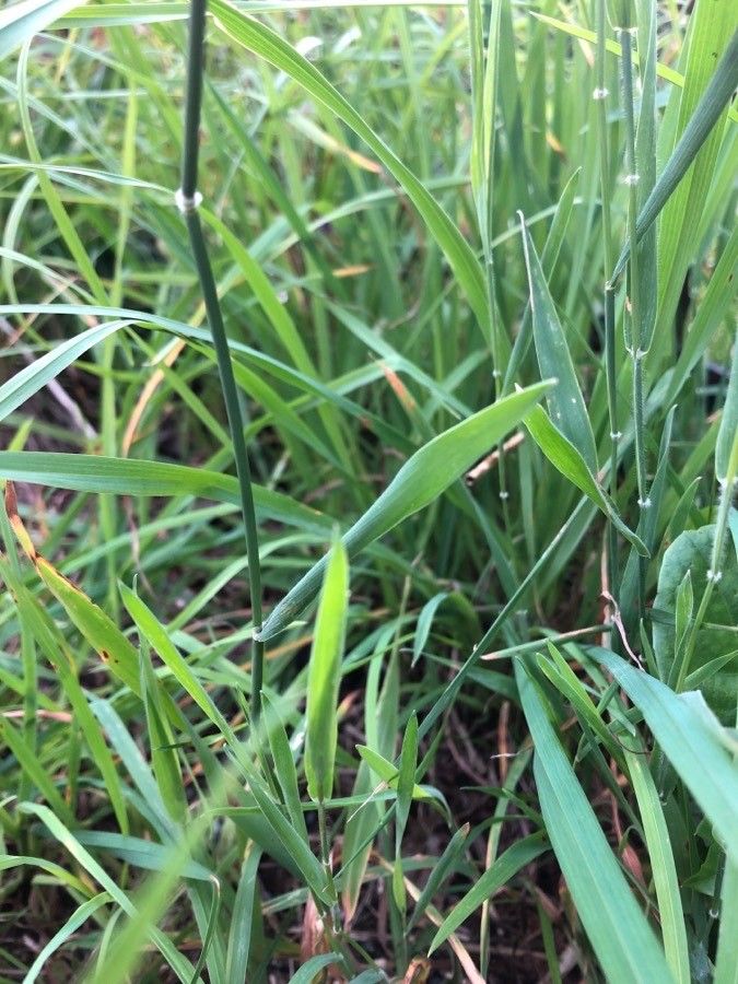 Holcus lanatus — search result for 'Poaceae'