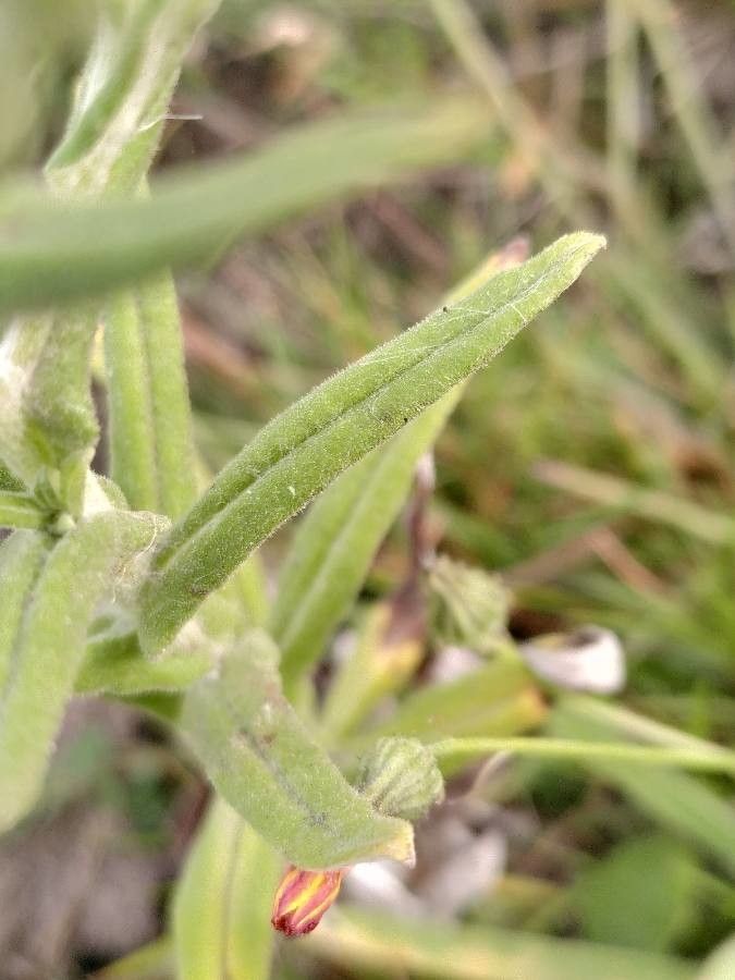 Pseudognaphalium undulatum leaf