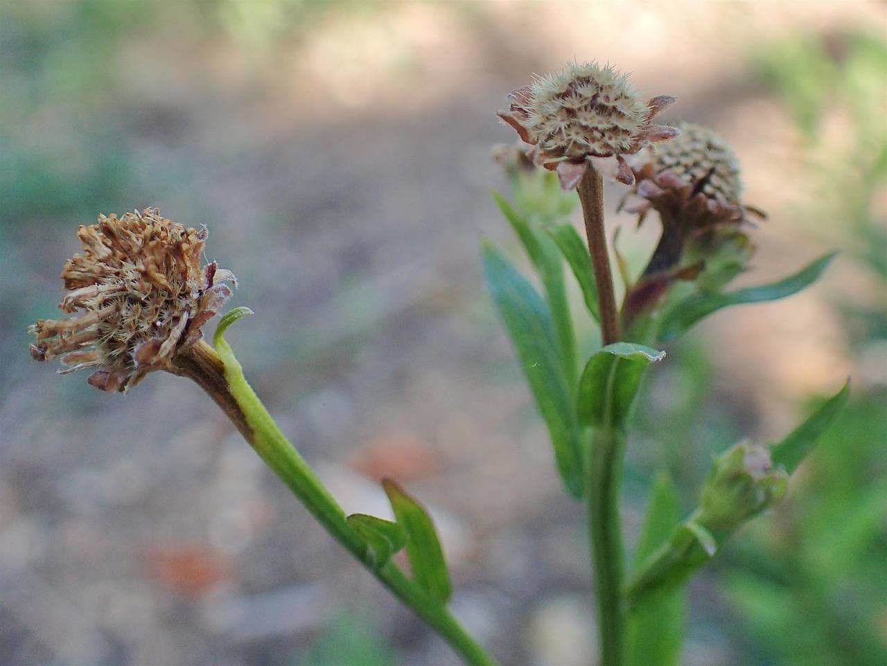 Kalimeris incisa fruit