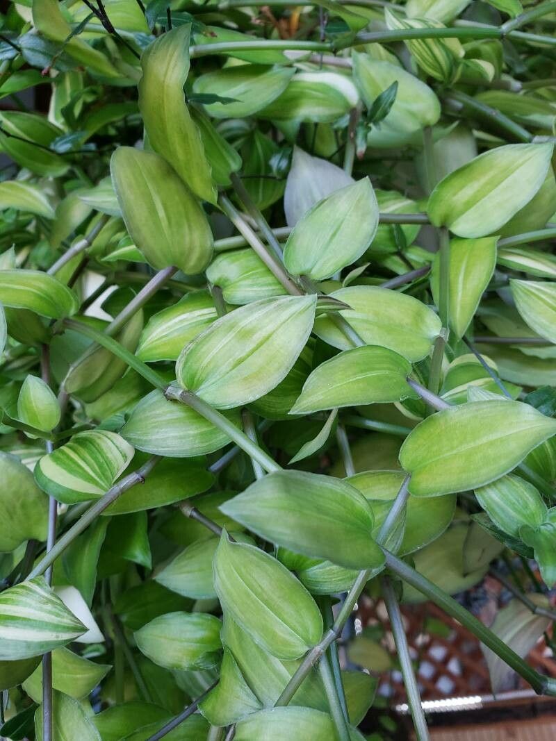 Gibasis geniculata — search result for 'Commelinaceae'