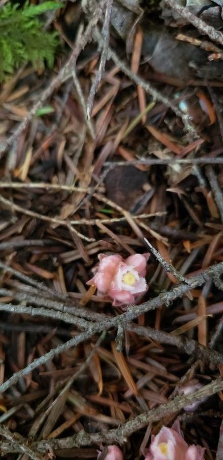 Hemitomes congestum flower