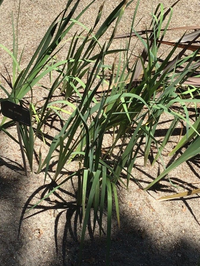 Iris spuria — search result for 'Iris'