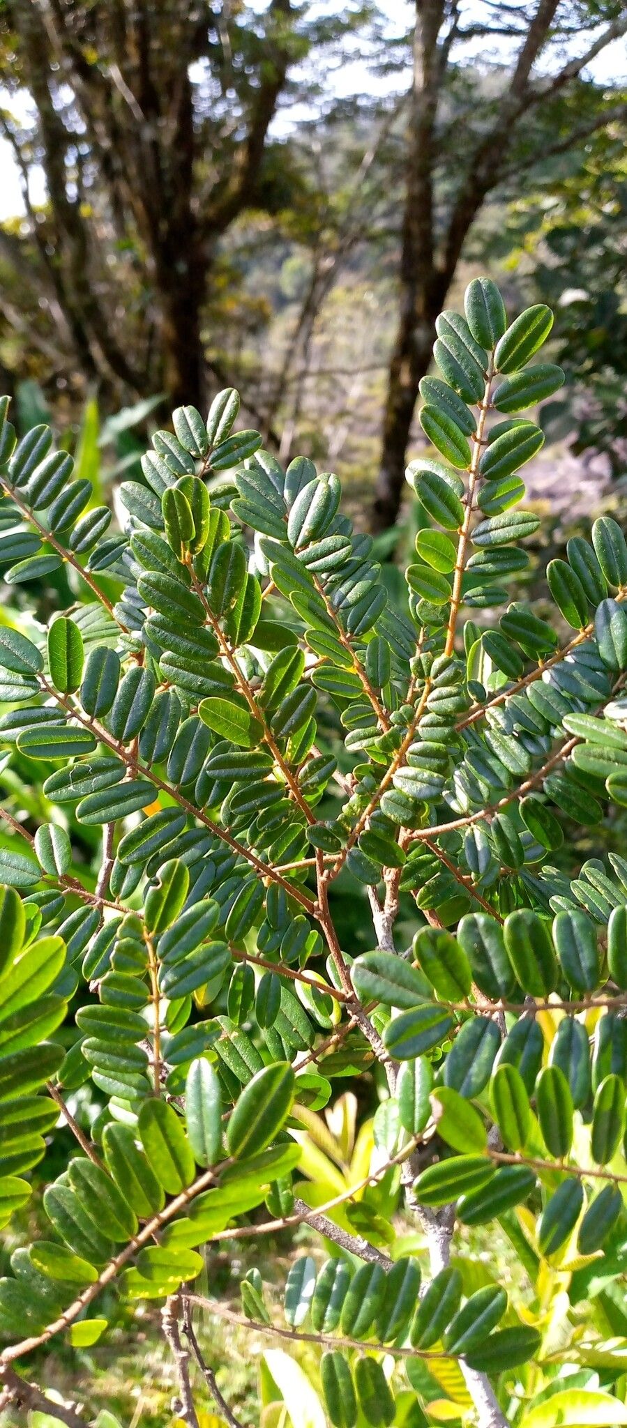 Dalbergia monticola — houseplant care guide