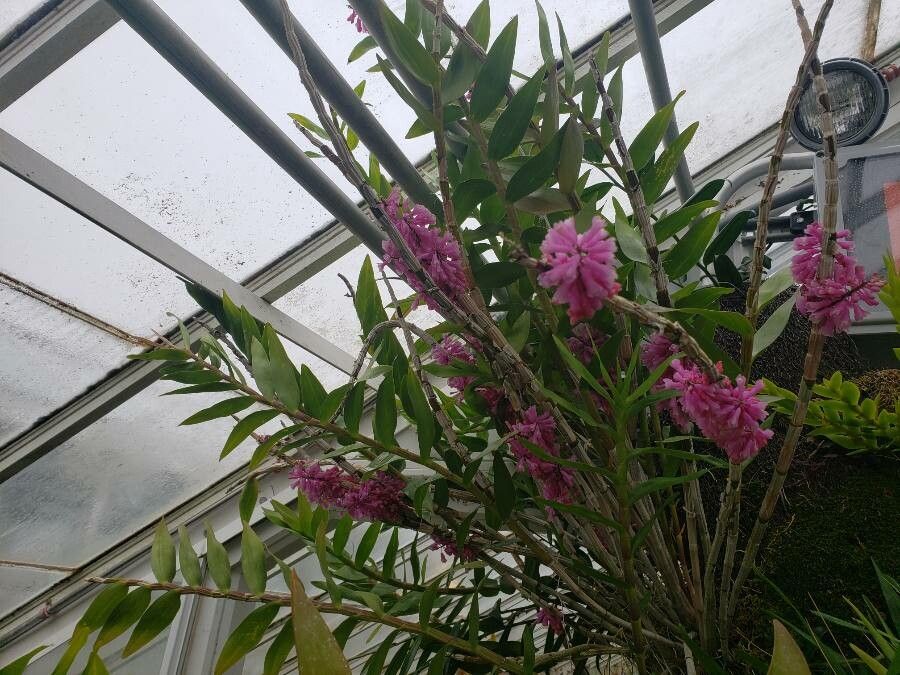 Dendrobium erosum habit