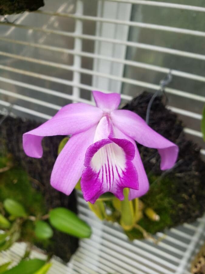 Cattleya sincorana — houseplant care guide