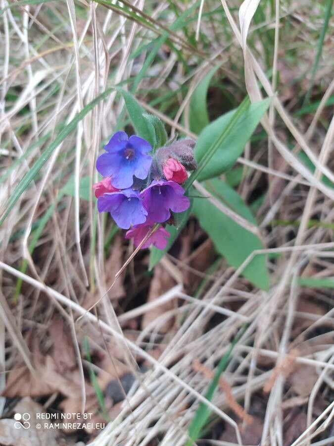 Pulmonaria montana flower