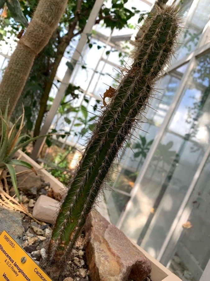Pilosocereus royenii leaf
