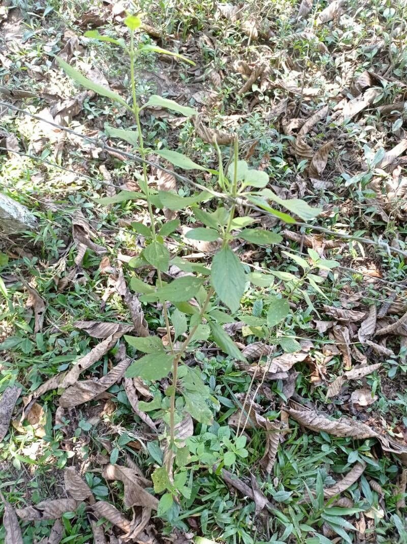 Hyptis brevipes — related species from the same genus