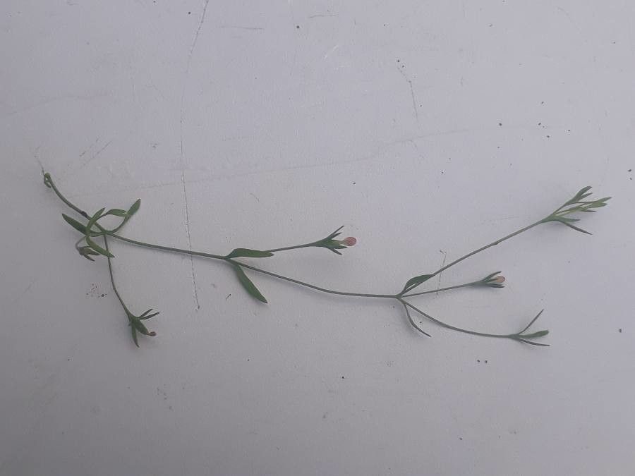 Exaculum pusillum habit