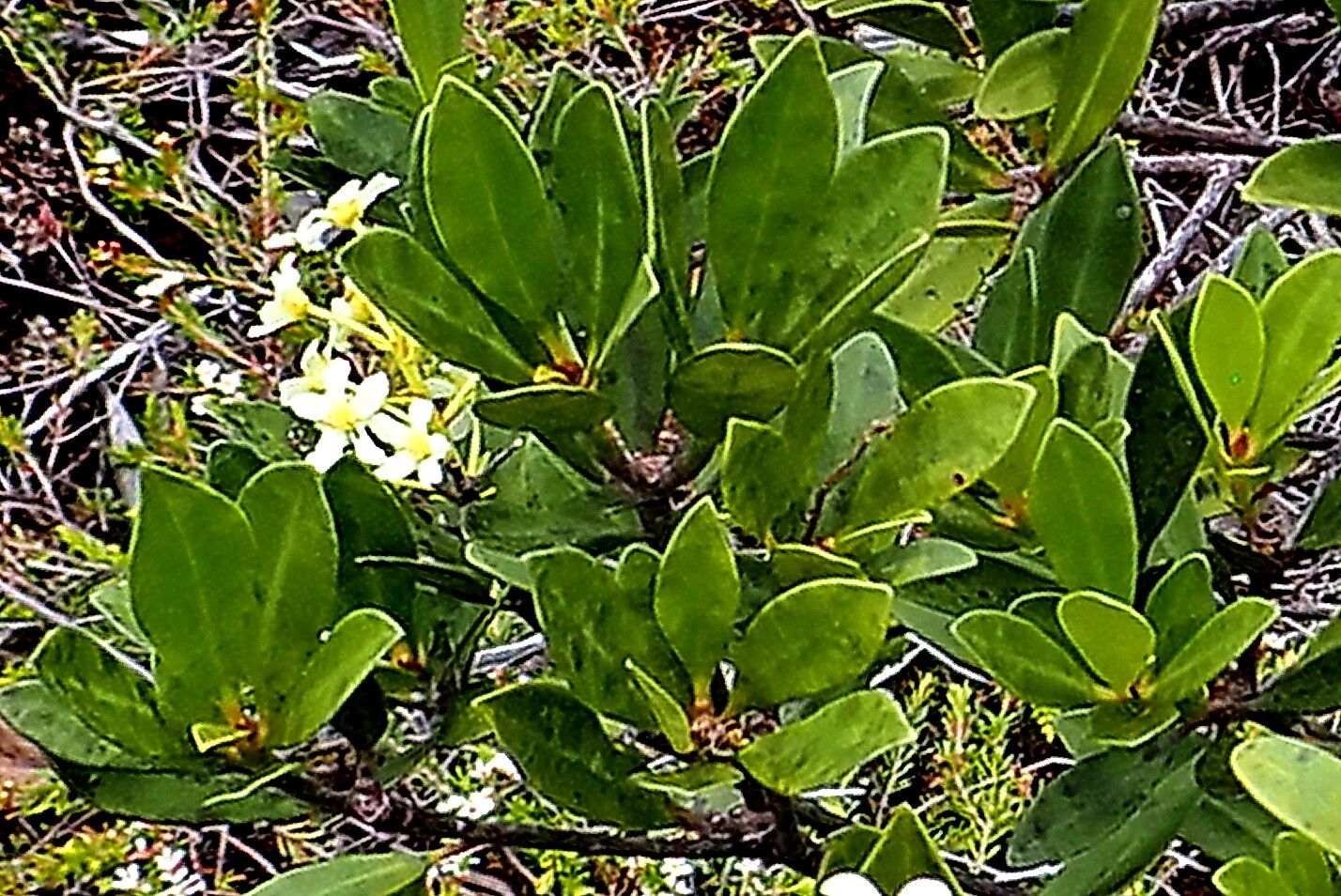 Baloghia buchholzii flower