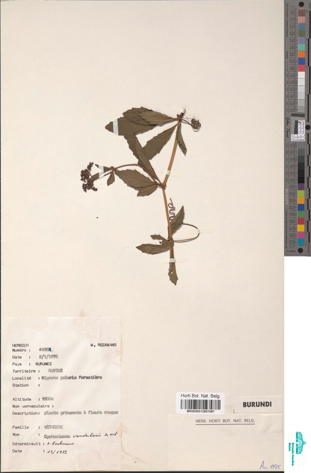 Cyphostemma vanderbenii — search result for 'Cyphostemma'