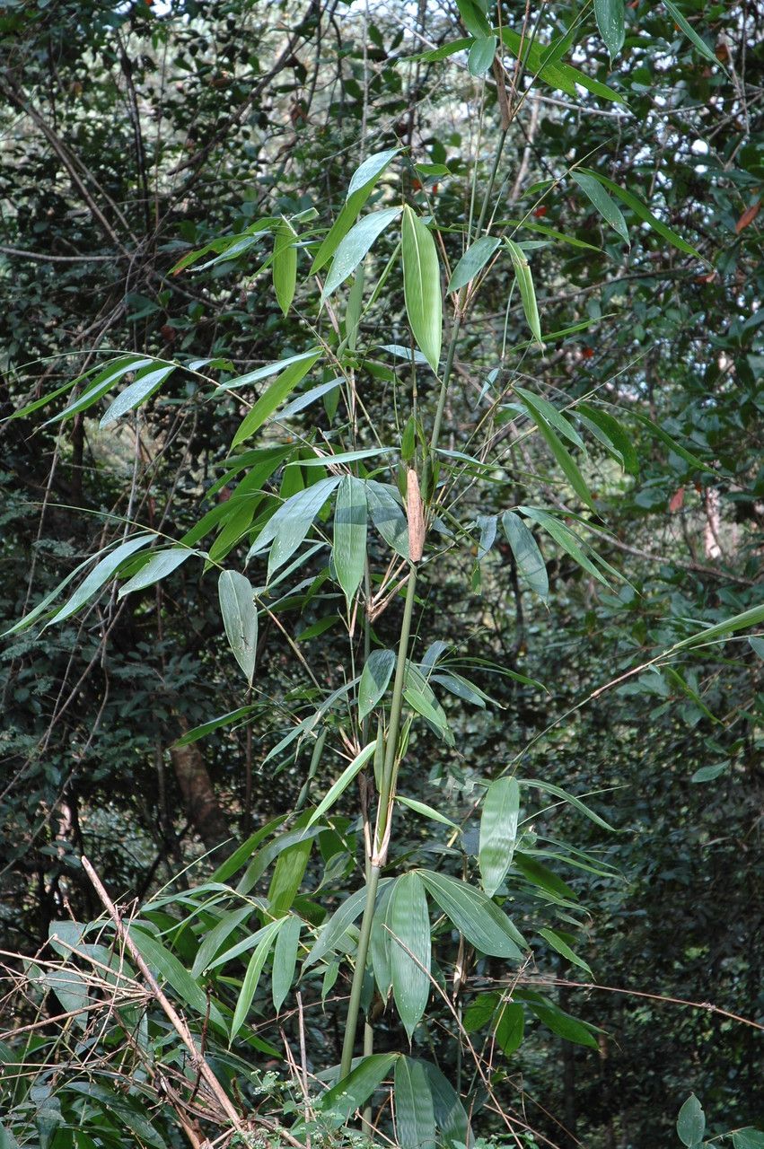 Ochlandra scriptoria habit