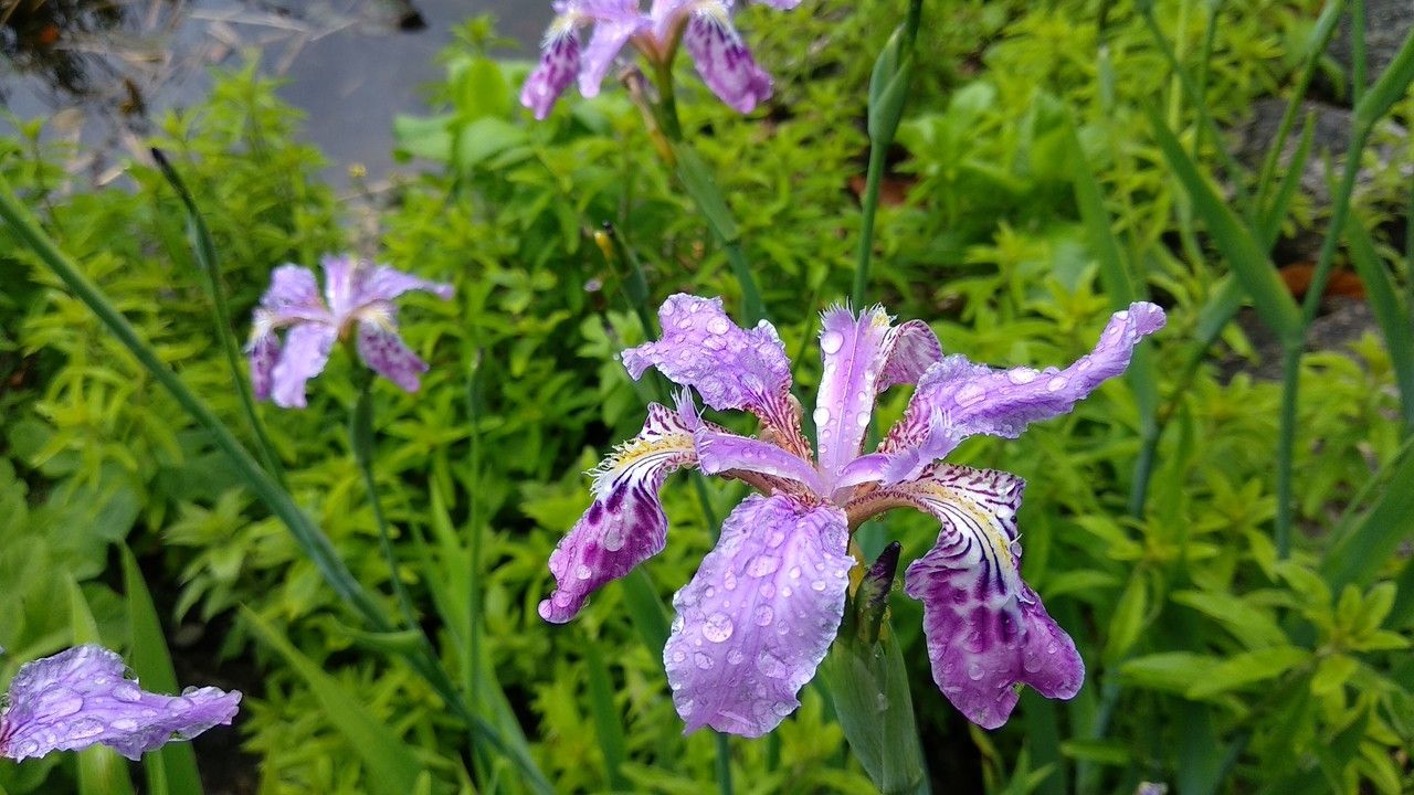 Iris milesii — houseplant care guide
