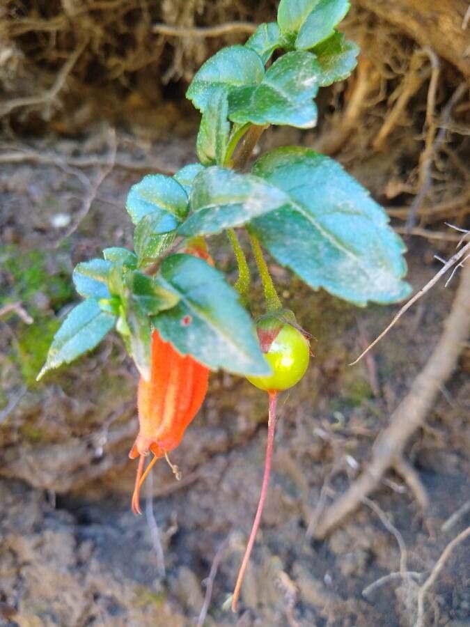 Mitraria coccinea leaf