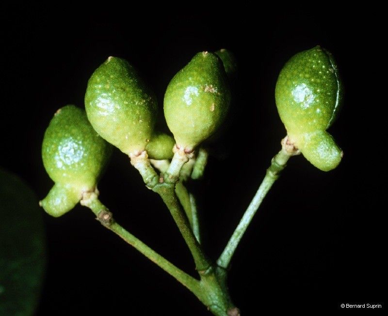 Zanthoxylum pancheri fruit
