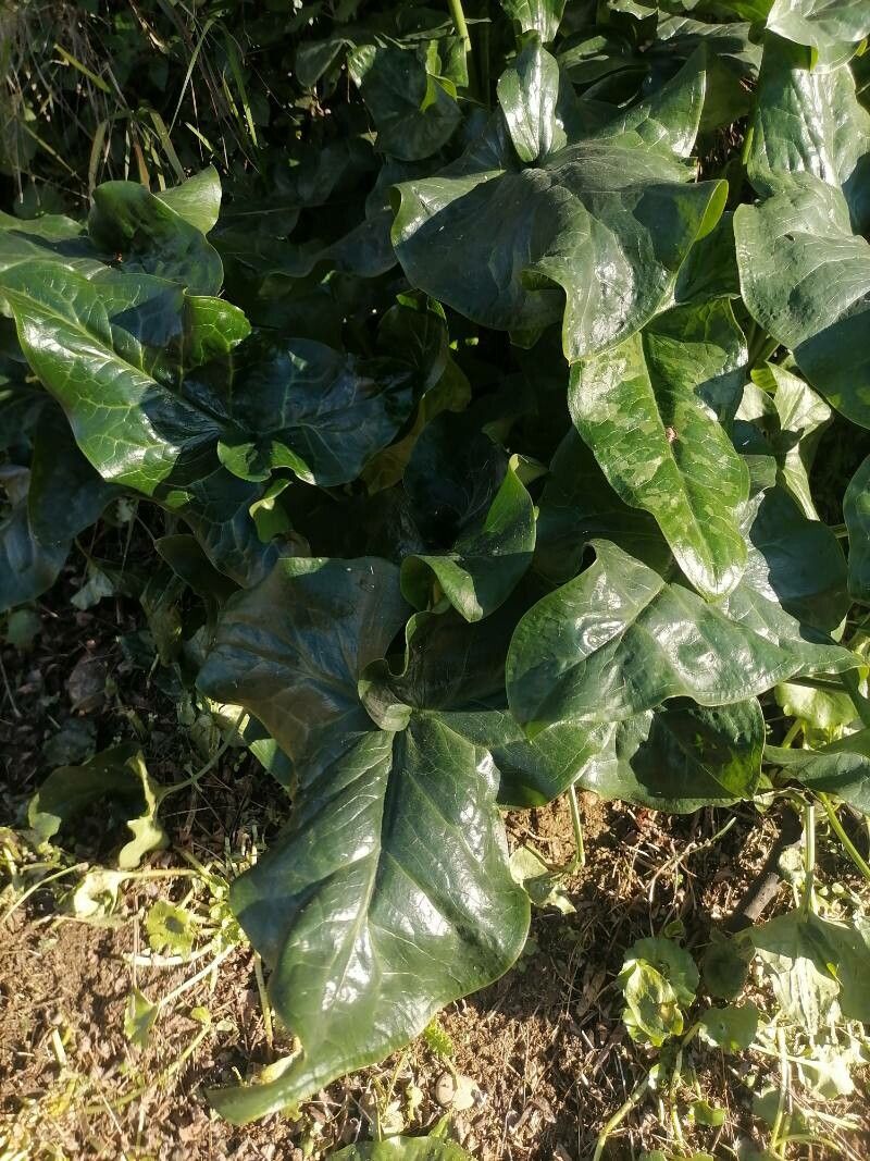Arum italicum var. neglectum x Arum maculatum bark
