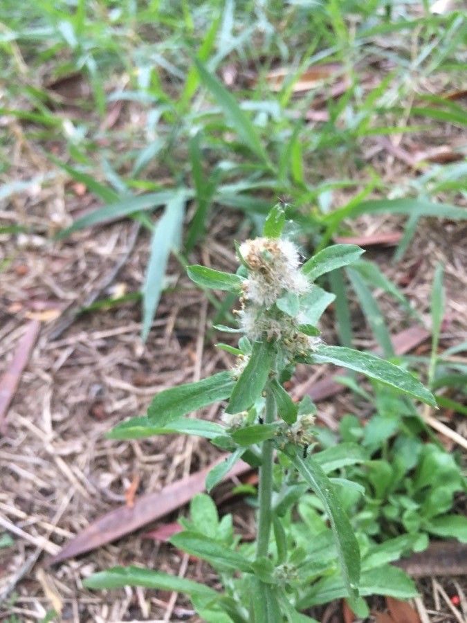 Gamochaeta pensylvanica flower