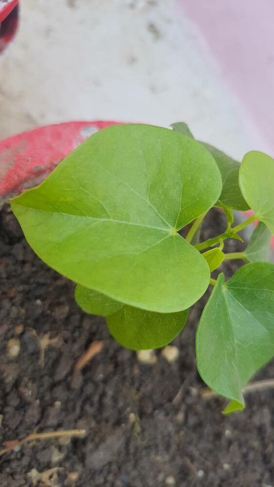 Tinospora cordifolia leaf