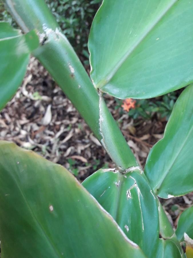 Zingiber Spectabile bark