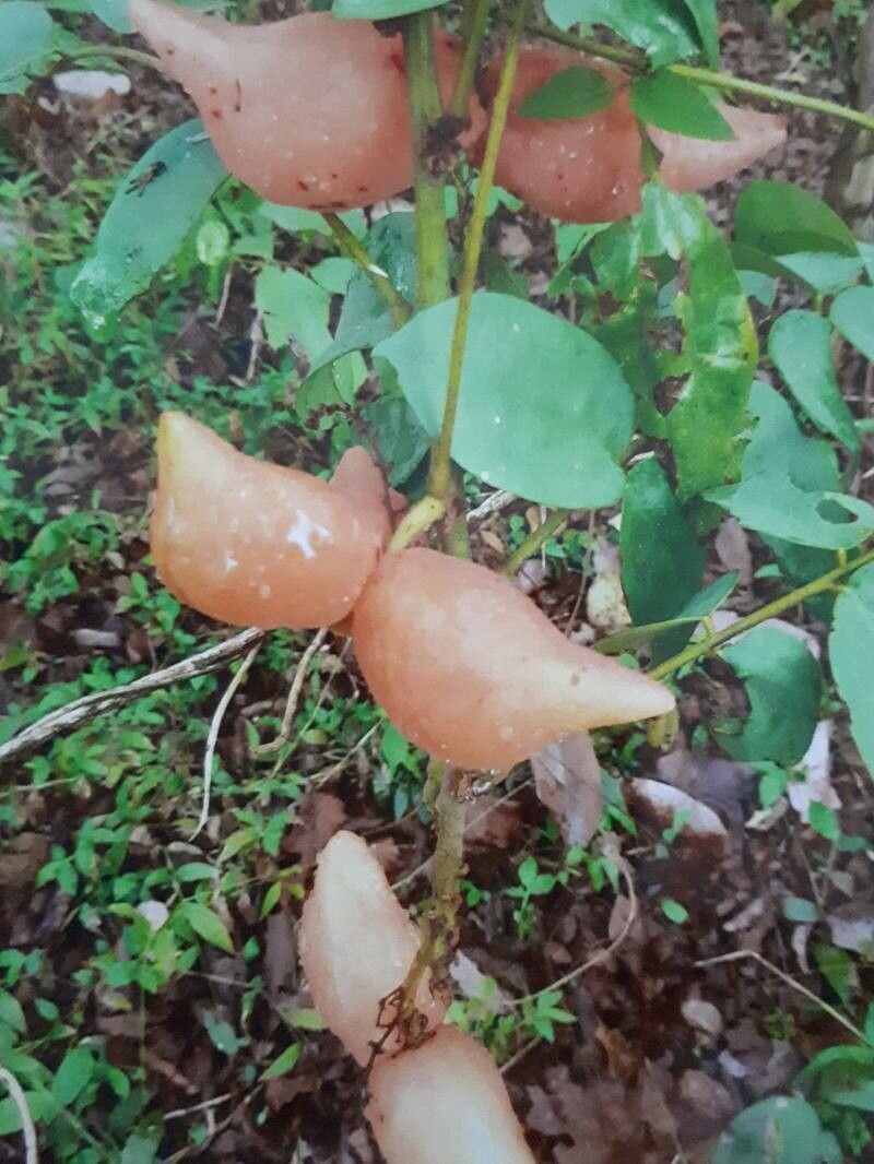 Mucuna sempervirens fruit