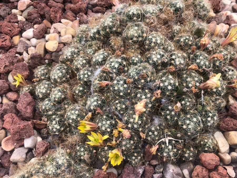 Mammillaria surculosa habit