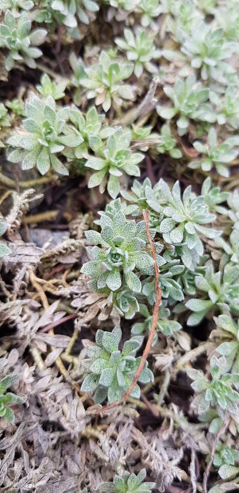 Odontarrhena pateri — houseplant care guide