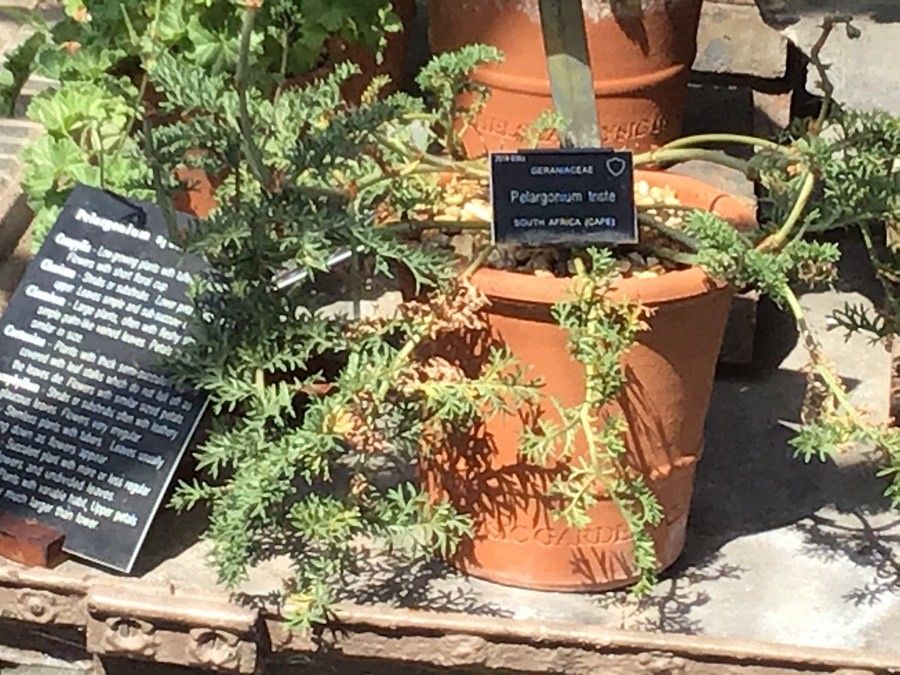 Pelargonium triste — houseplant care guide