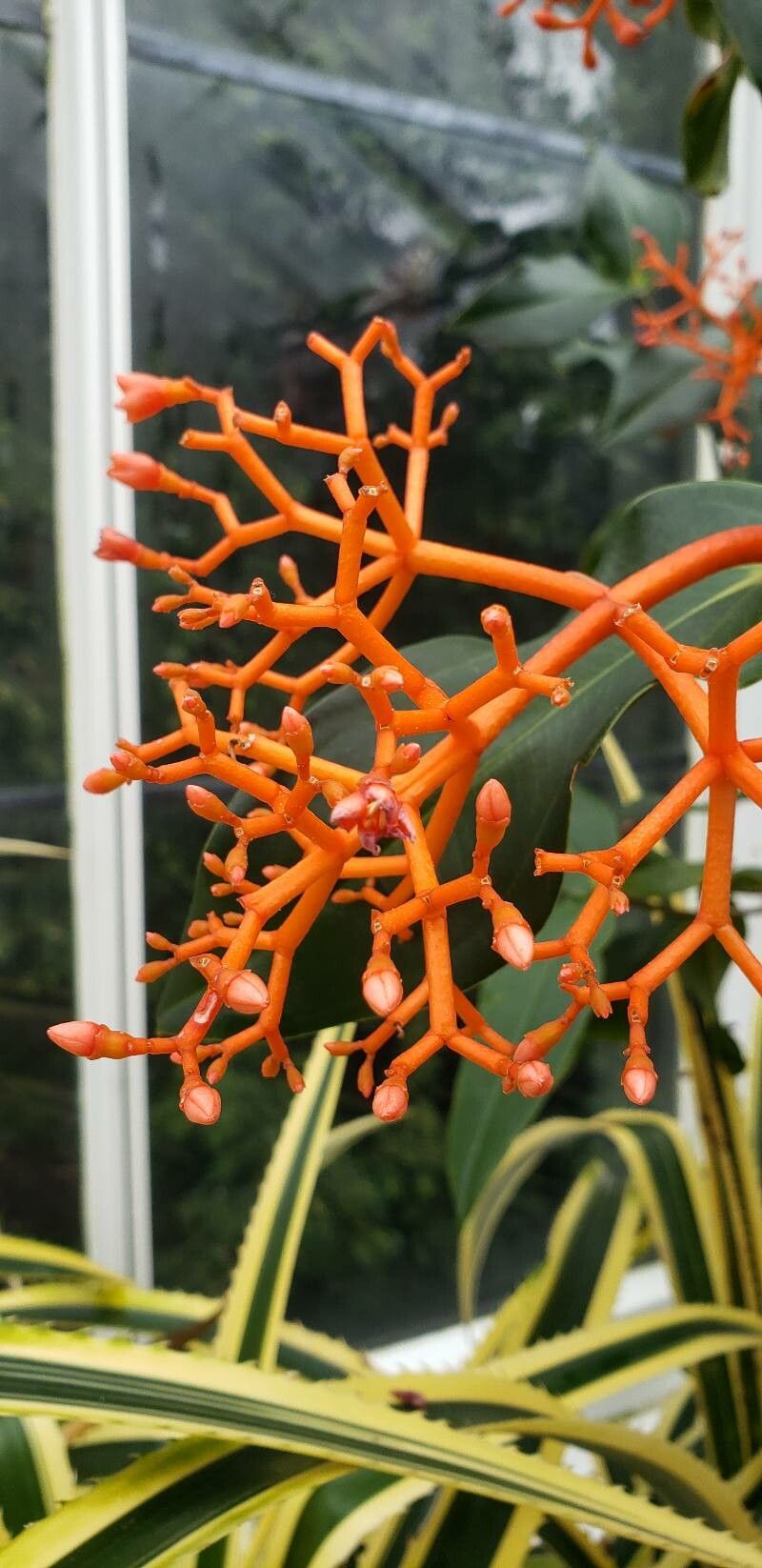 Medinilla rubicunda flower