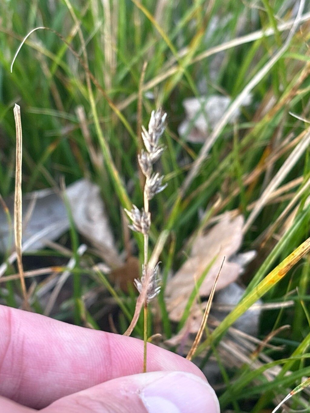 Agrostis nevadensis — search result for 'Agrostis'
