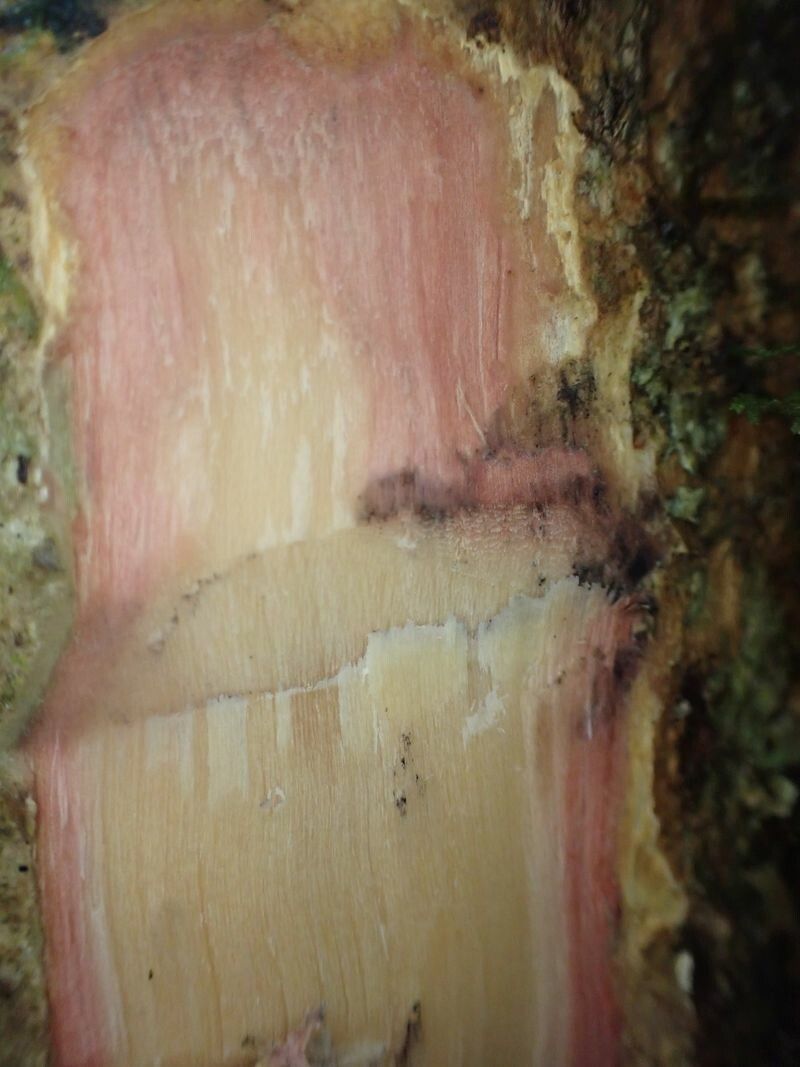 Antidesma laciniatum bark