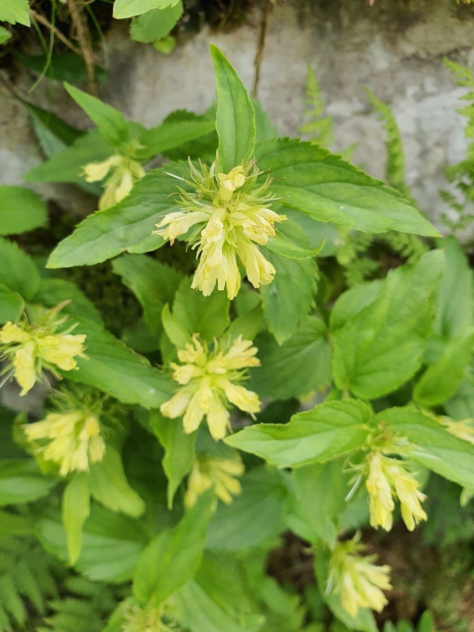 Paederota lutea flower