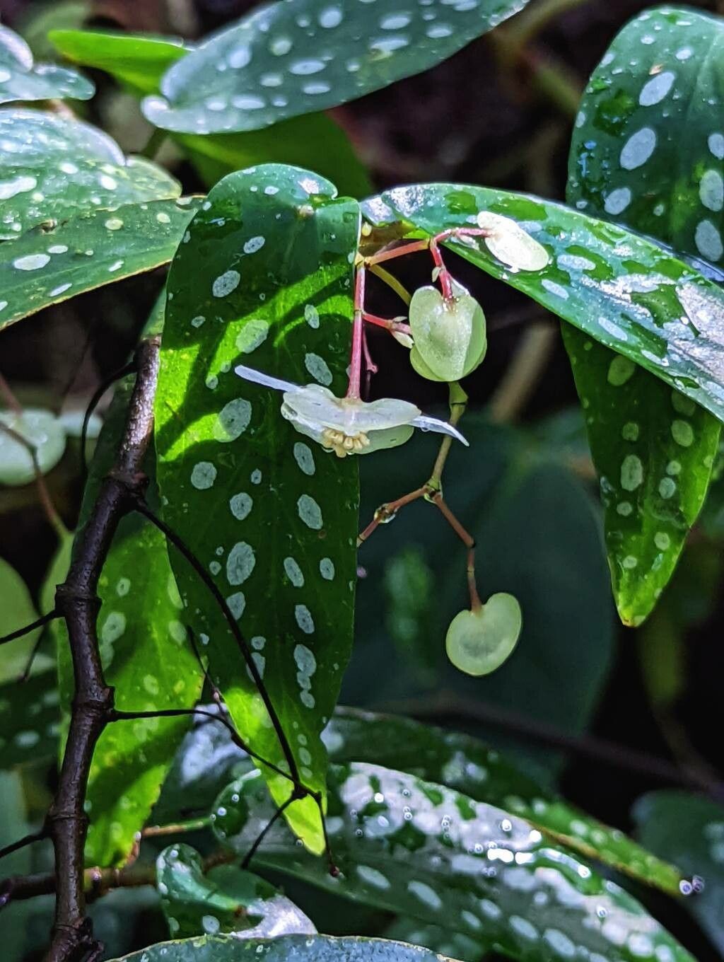 Begonia × albopicta flower