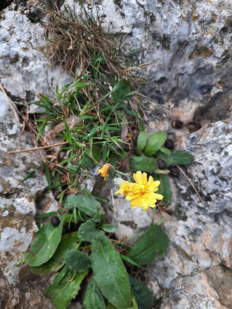 Hieracium laniferum flower