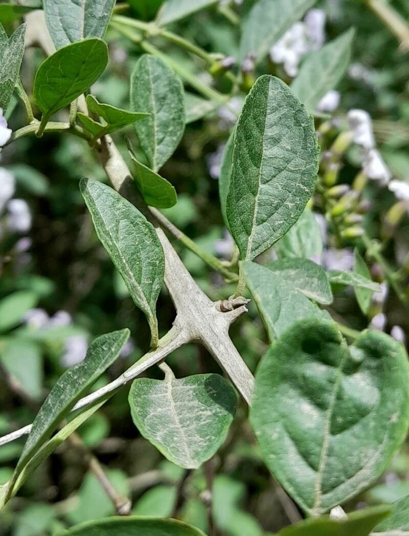 Duranta serratifolia