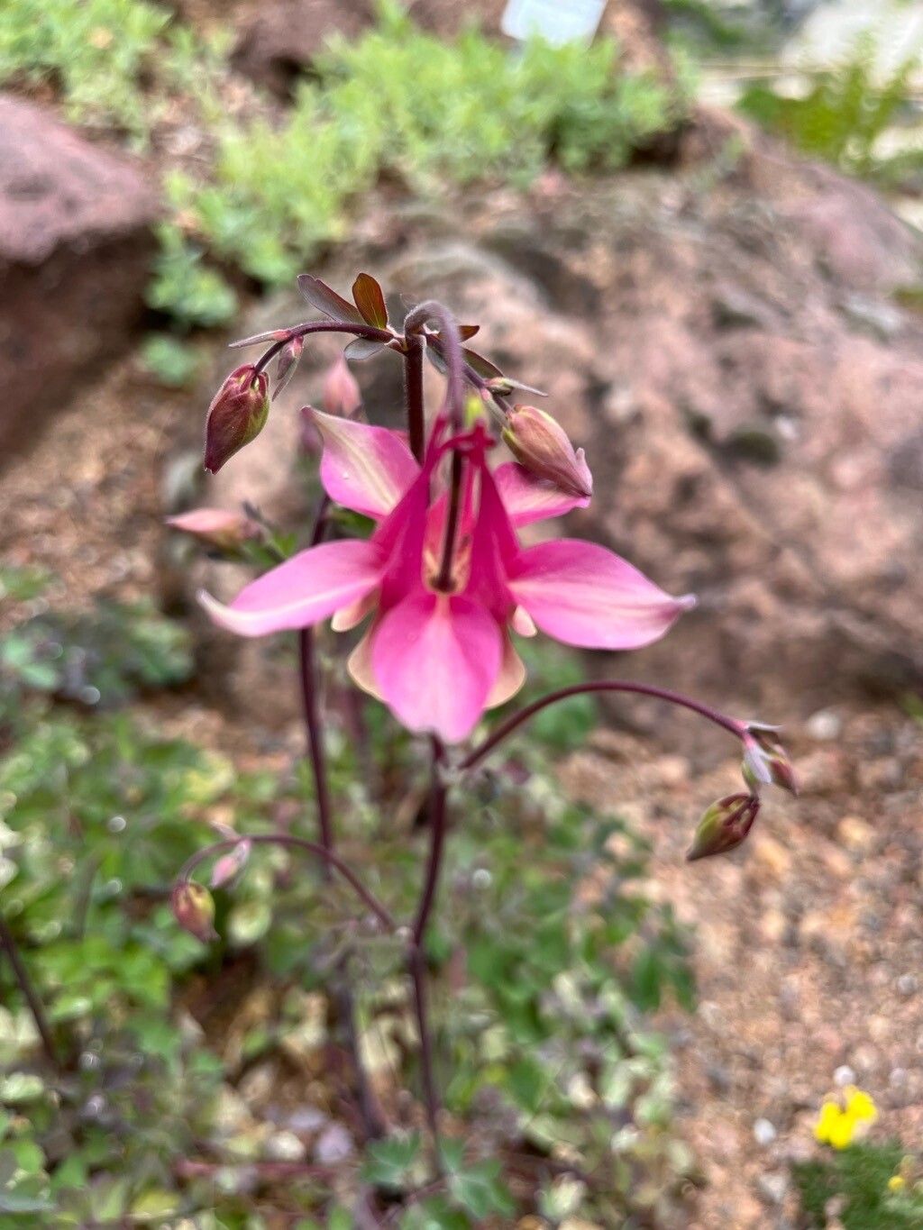 Aquilegia barnebyi flower