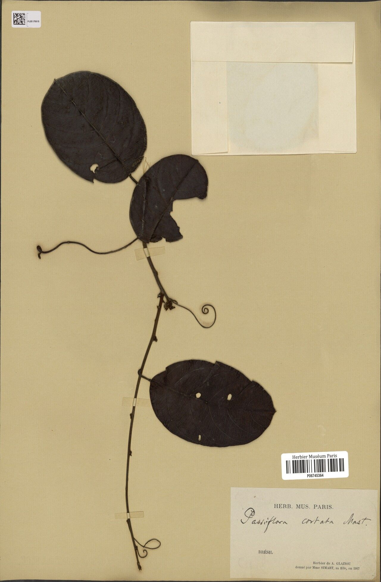 Passiflora costata — houseplant care guide