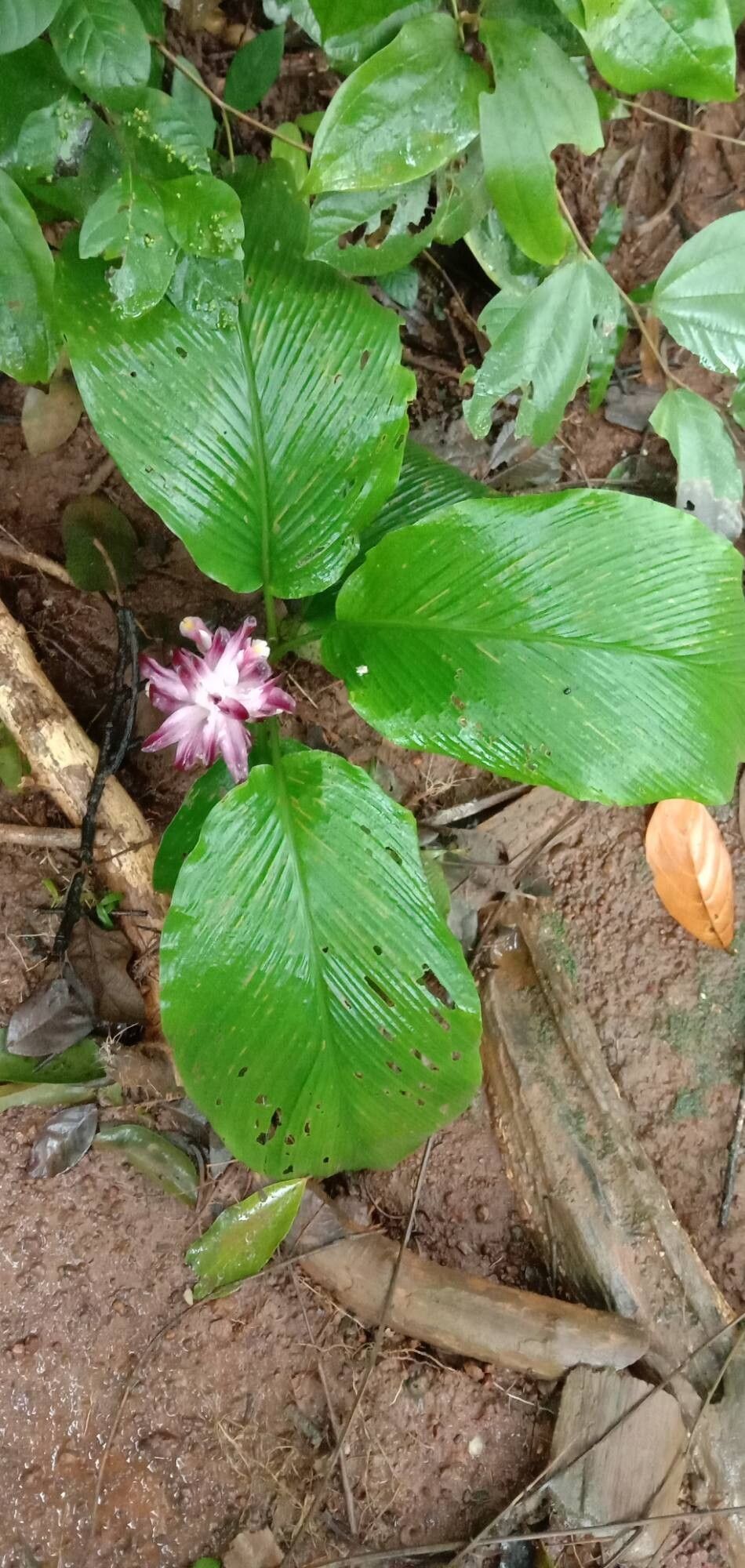 Curcuma pseudomontana habit