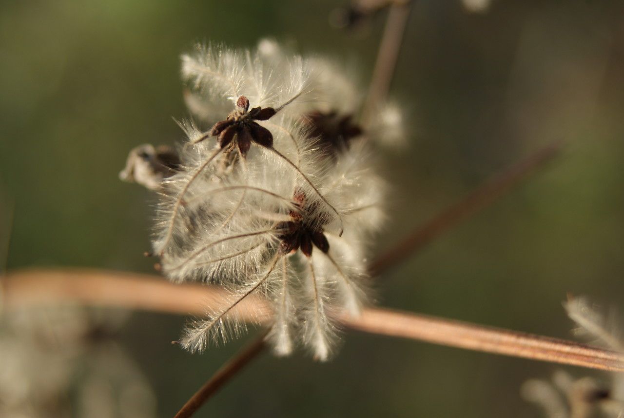 Dryas octopetala fruit