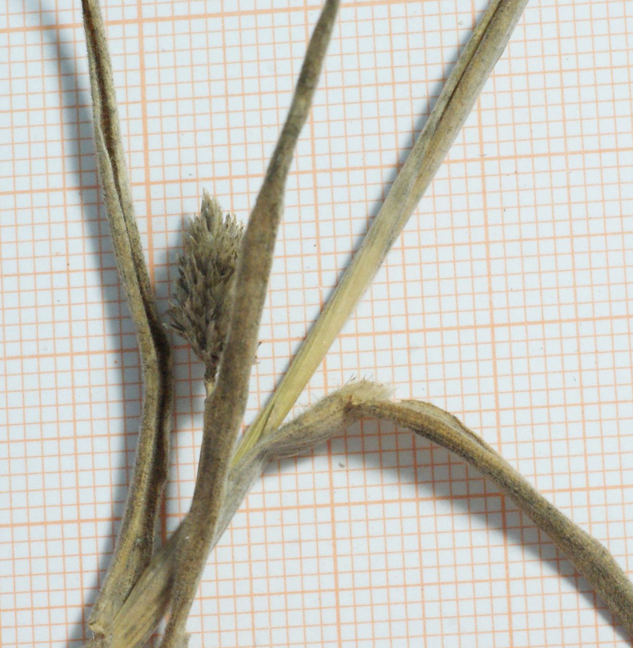 Rostraria litorea fruit