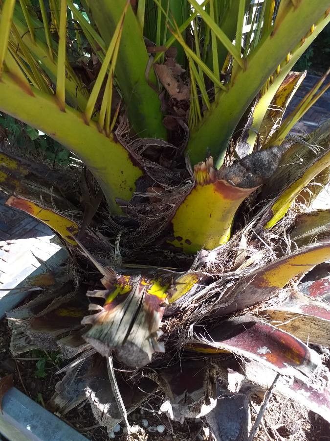 Phoenix theophrasti bark