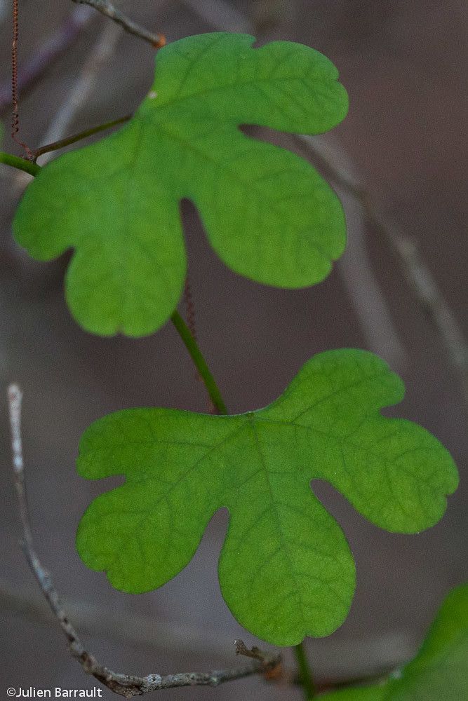 Passiflora barclayi leaf