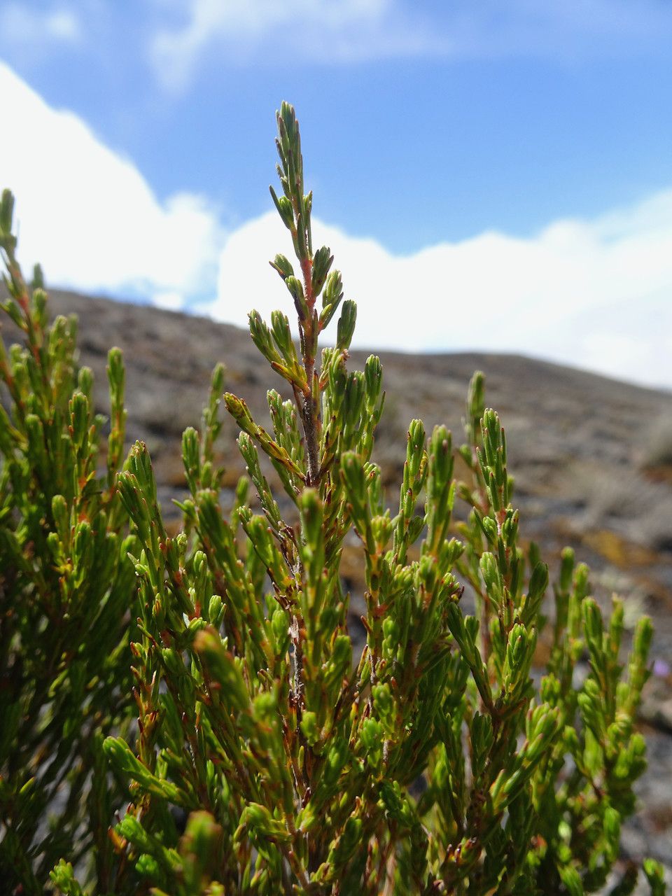 Erica mannii — search result for 'Erica'