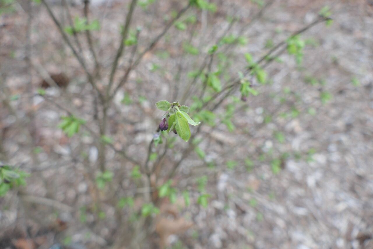 Lonicera purpurascens flower