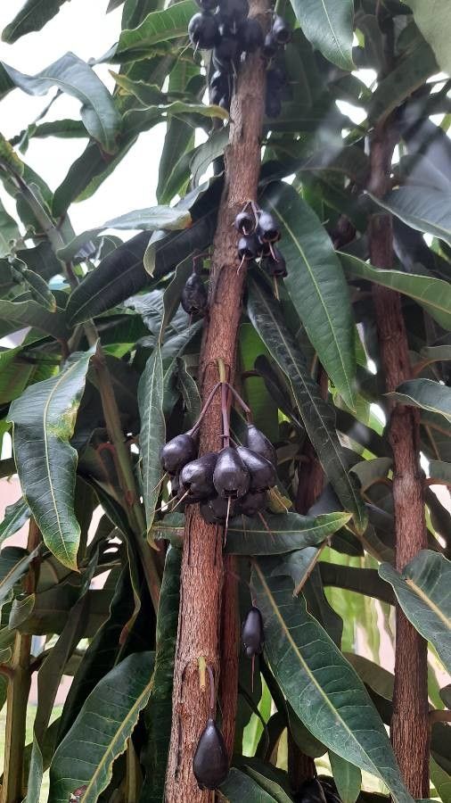 Syzygium longifolium fruit