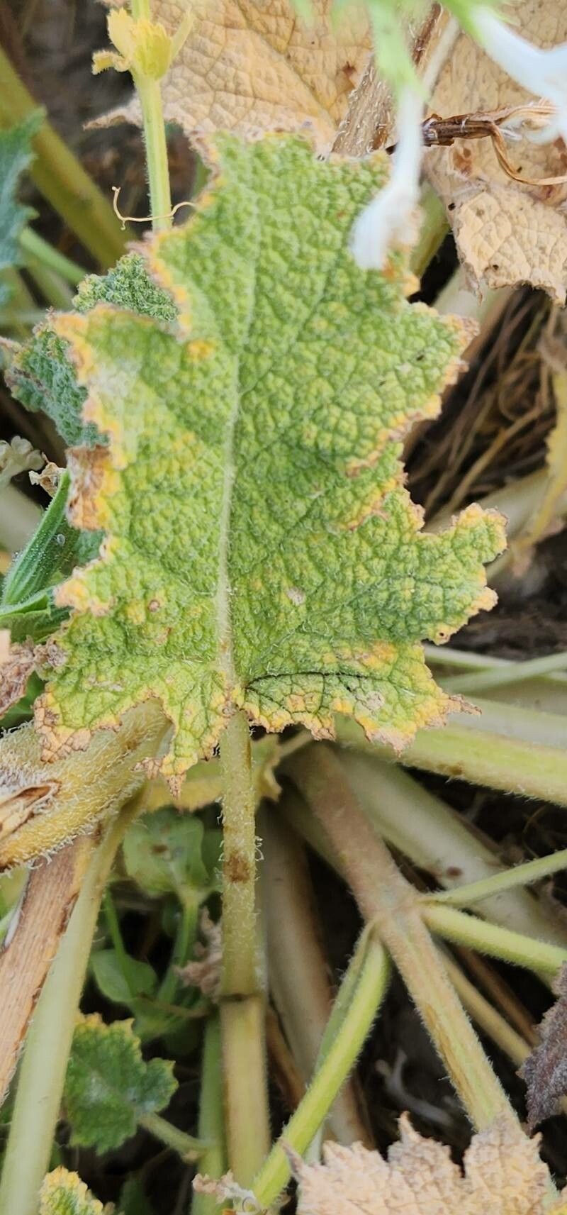 Salvia spinosa — houseplant care guide